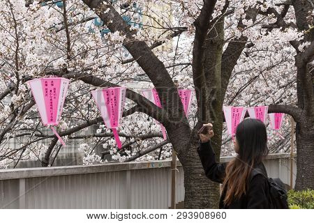 April 02, 2019, Tokyo, Japan - A Woman Takes A Picture Of Cherry Blossoms In Nakameguro River.