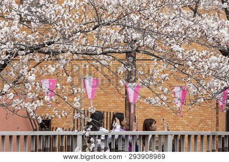 April 02, 2019, Tokyo, Japan - Visitors Take Pictures Of Cherry Blossoms In Nakameguro River.