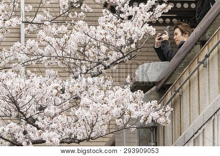April 02, 2019, Tokyo, Japan - A Woman Takes A Picture Of Cherry Blossoms In Nakameguro River.