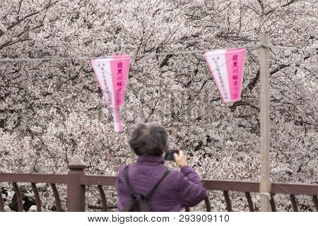 April 02, 2019, Tokyo, Japan - A Woman Takes A Picture Of Cherry Blossoms In Nakameguro River.