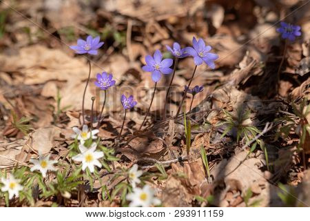 Blue Scilla Flower That Grows In The Forest