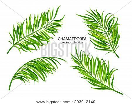 Tropical Chamaedorea Leaves.set Of Plants Isolated On White Background. Vector Collection