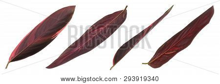 Set Of Fresh Tropical Leaves On White Background