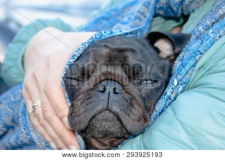 A Woman Holds A Black Pug Sleeping On Her Arms And Covers With A Scarf Tippet From Freeze. Caring Fo