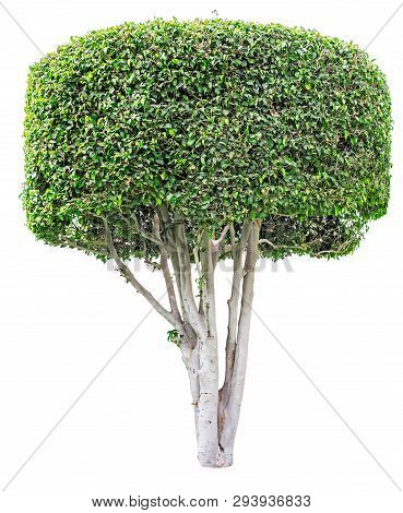 Shaped Trimmed Ficus Tree For Garden Landscape Design Isolated On White Background