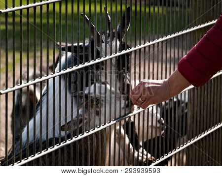 Feeding Goat Through A Fence By Hand