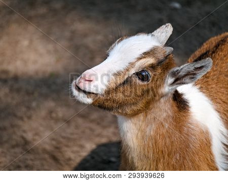 Small Goat Looking Cute Up Into The Camera