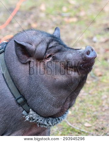Vietnamese Black Pot Bellied Pig Portrait , Closeup