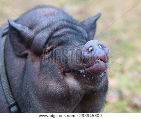Vietnamese Black Pot Bellied Pig Portrait , Closeup
