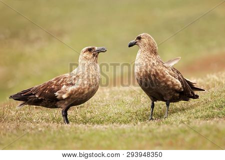 Close Up Of Two Great Skuas (stercorarius Skua) Standing In Grass, Noss Island, Scotland.