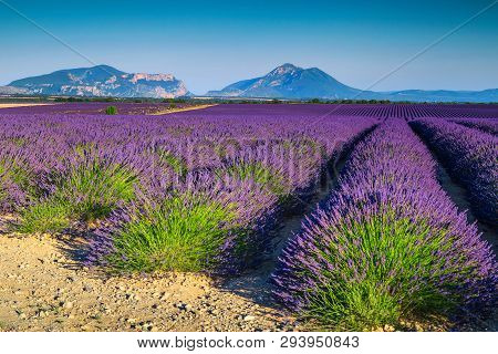 Amazing Summer Nature Landscape With Fragrant Purple Lavender Fields And Blue Sky, Valensole, Proven