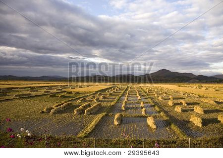Terras agrícolas de colheita sob céu nublado no Outono