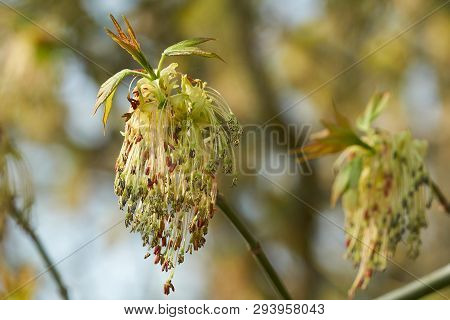 Close-up Of A Blossoming Box Elder Maple (acer Negundo) In Spring