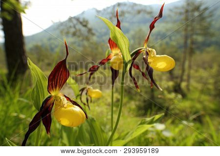 Some Beautiful Yellow Orchids In Nature Forest