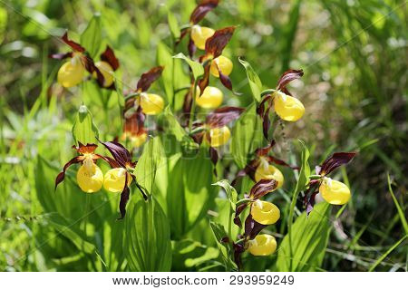 Many Beautiful Yellow Orchids In Nature Forest