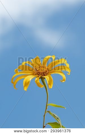 Landscape Of Yellow Flower Field.tree Marigold Or Maxican Sunflower Field (dok Buatong In Thai ) At