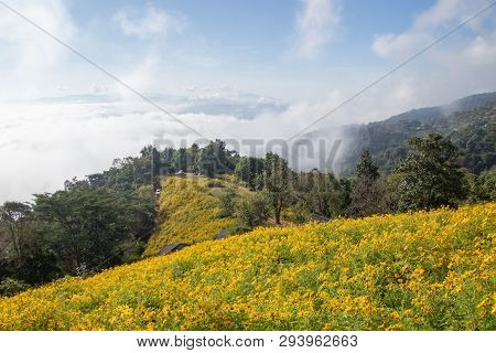 Landscape Of Yellow Flower Field.tree Marigold Or Maxican Sunflower Field (dok Buatong In Thai ) At