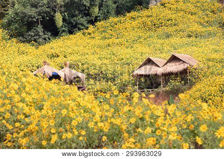 Landscape Of Yellow Flower Field.tree Marigold Or Maxican Sunflower Field (dok Buatong In Thai ) At
