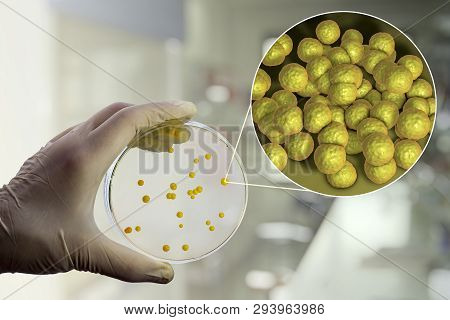 Colonies Of Micrococcus Luteus Bacteria On Agar Plate And Close Up View Of Micrococci Bacteria, Phot