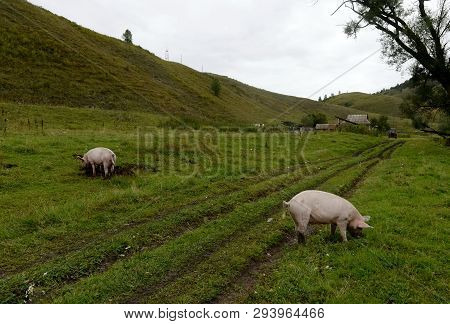 Pigs In The Vicinity Of The Village Generalka Altai Territory