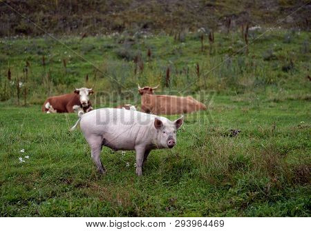 Pigs In The Vicinity Of The Village Generalka Altai Territory