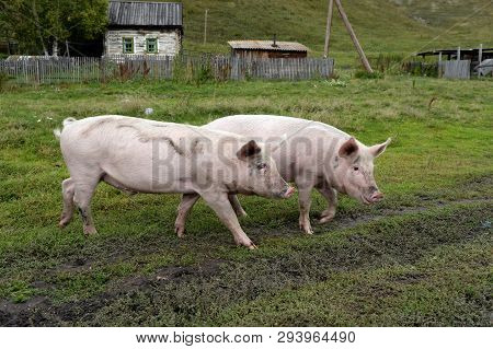 Pigs In The Vicinity Of The Village Generalka Altai Territory