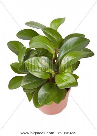 isolerede stueplante
