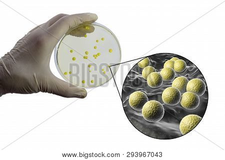 Colonies Of Micrococcus Luteus Bacteria On Agar Plate And Close Up View Of Micrococci Bacteria, Phot