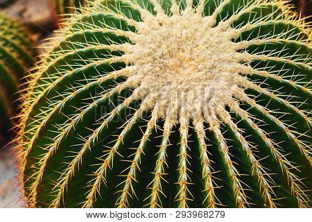Closeup Of Big Echinopsis Subdenudata Cactus Plant
