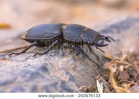 Lesser Stag Beetle (dorcus Parallelipipedus) On Forest Floor In Natural Habitat