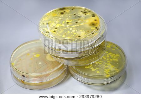 Colonies Of Different Bacteria And Molds