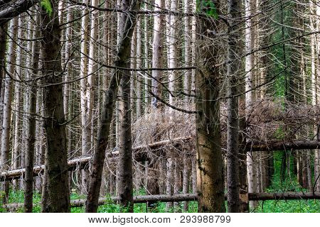 Windfall In The Spruce Forest, Fallen Firs