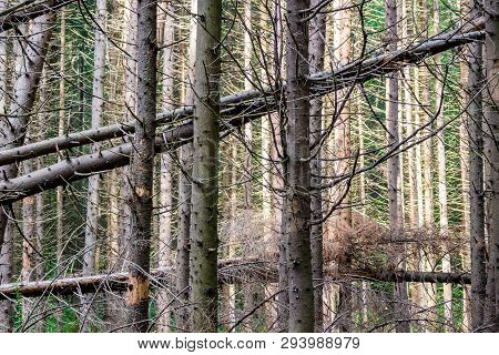 Windfall In The Spruce Forest, Fallen Firs