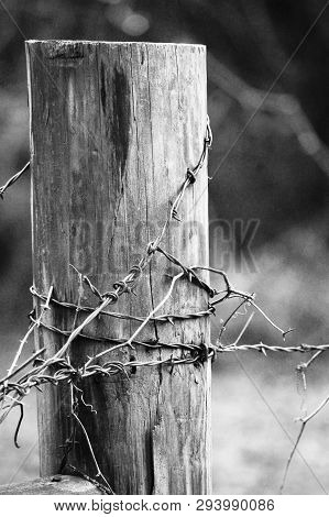 Farm Post, Black And White Wrapped In Rusted Barbed Wire