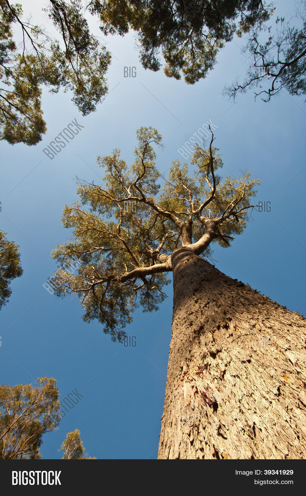 Image Preview
