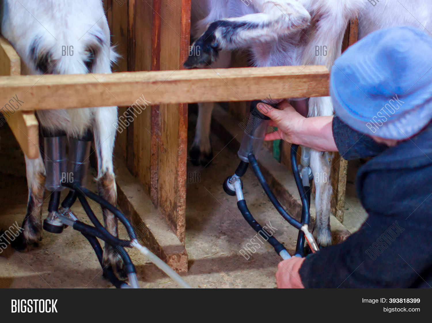 Milking Goats. Getting Image & Photo (Free Trial) Bigstock
