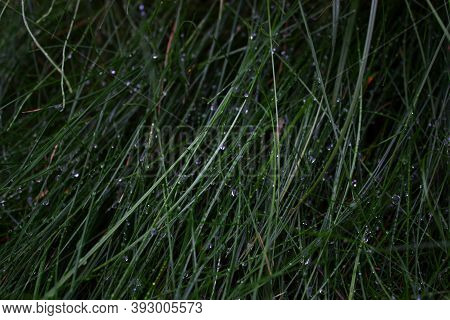 Water Drops On The Grass. Frechness. Autumn Evening. Nature Background.