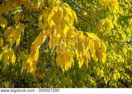 Autumn Bright Yellow Leaves In Abruzzo Mountains In Italy