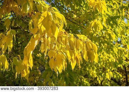 Autumn Bright Yellow Leaves In Abruzzo Mountains In Italy