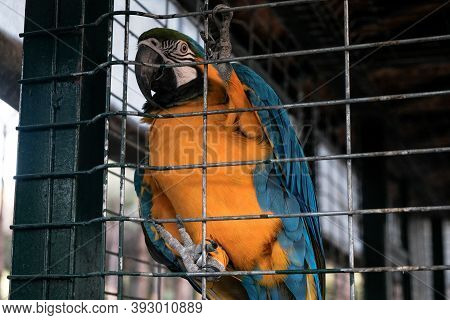 Colorful True Parrot In A Cage At Zoological Garden. Keeping Wild Birds And Animals Prisoners In Zoo