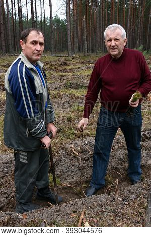 Gorodok, Volyn / Ukraine - 01 April 2011: Two Men Planting A Pine Seedling Using A Special Tool