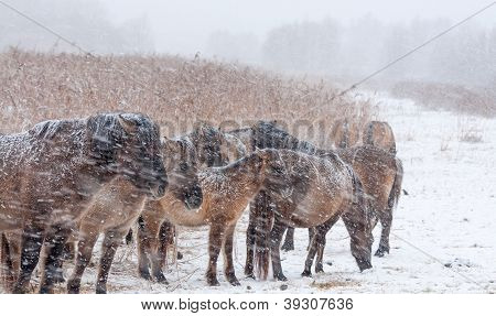 Cavalli konik nella neve in inverno