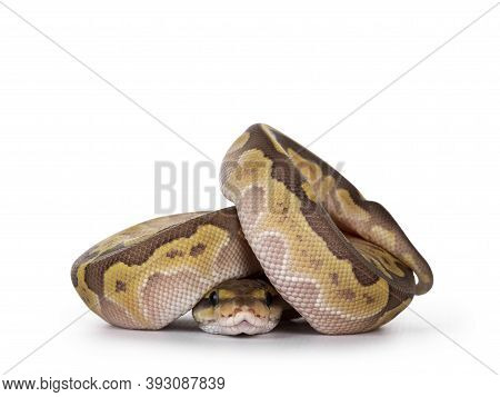 Defensive Curled Up Lesser Pastel Ballpython Aka Python Regius, Isolated On White Background.