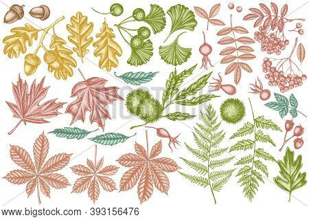 Vector Set Of Hand Drawn Pastel Fern, Dog Rose, Rowan, Ginkgo, Maple, Oak, Horse Chestnut, Chestnut,
