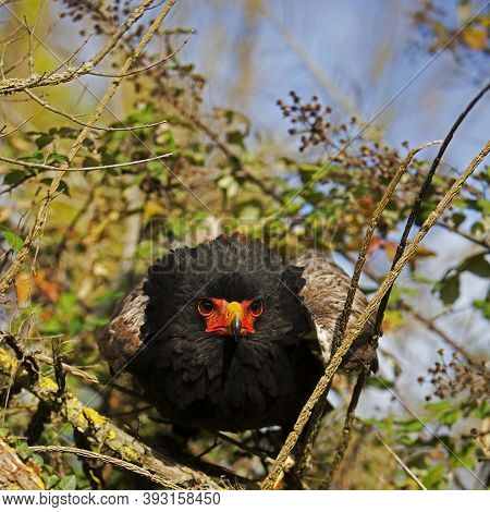 Bateleur Eagle Terathopius Ecaudatus, Adult Bateleur Eagle Terathopius Ecaudatus, Adult