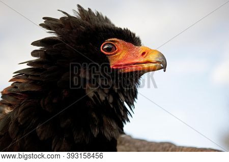 Bateleur Eagle Terathopius Ecaudatus, Adult, Close-up Of Head