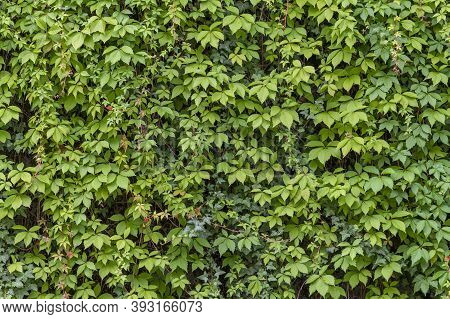 Full Frame Leavy Green Climbing Plant Background