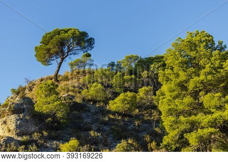 Pine At Sunrise In The Forest Around The Tibi Swamp, Alicante, Spain.