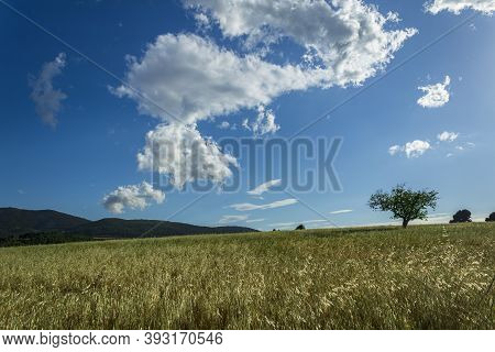 Wheat Field With A Tree On A Sunny Day With Blue Sky And White Clouds In Alcoy.