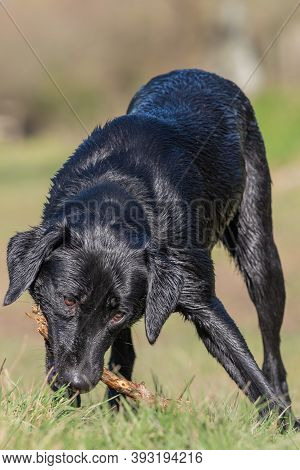 Black Labrador Puppy